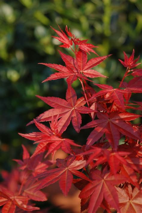 楓樹種類|您可以在花園裡種植的 10 種楓樹